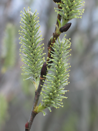 Willow catkin with open flowers
