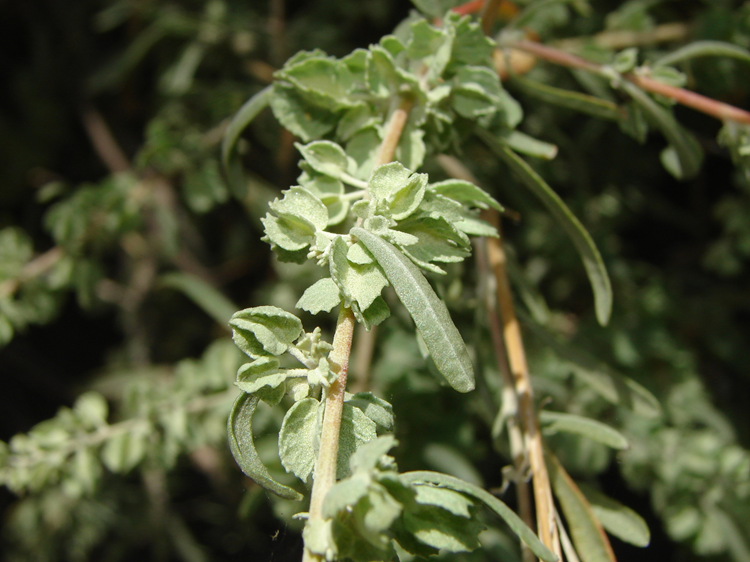 Close up of fourwing saltbush fruits on a branch. 