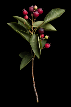 Close up of serviceberry branch with fruit
