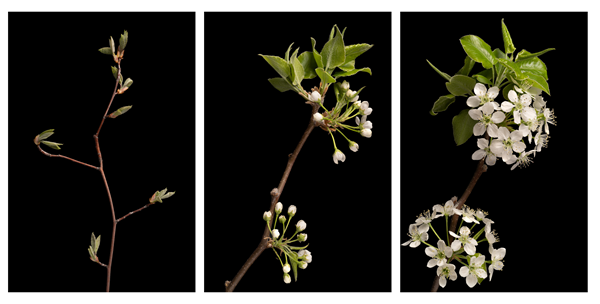 Timelapse of serviceberry flowers in different stages