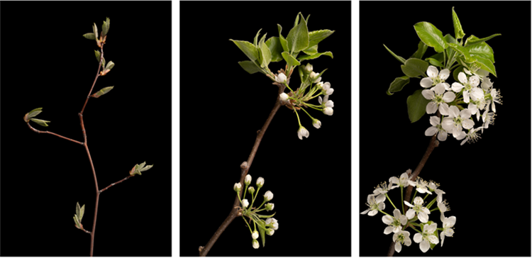 Serviceberry flowers in different stages of development