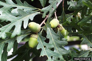 White oak