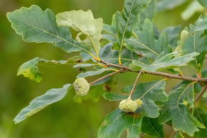 Swamp white oak