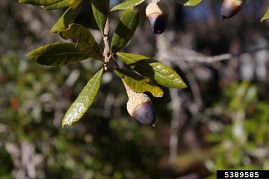 Sand live oak