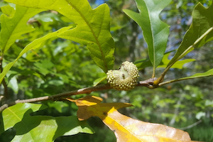 Overcup oak