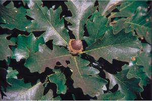 Bur oak