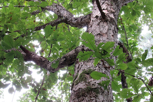 Swamp chestnut oak