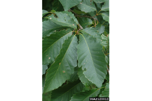Chestnut oak