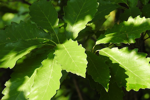 Chinquapin oak