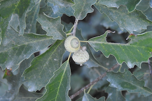 Dwarf chinquapin oak
