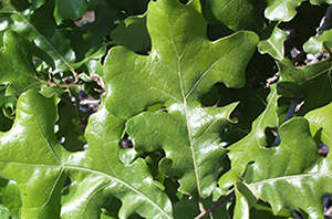 Post oak