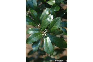 Southern live oak