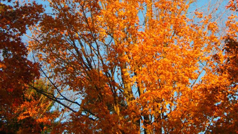 Sugar maple with colored leaves