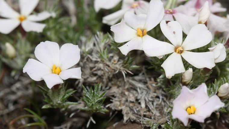 Phlox hoodii, or spiny phlox in bloom