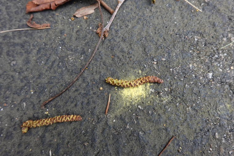 Birch flower and pollen on the pavement