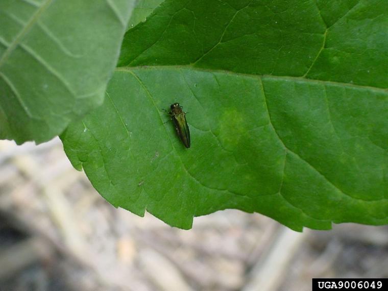 Emeral ash borer adult on leaf