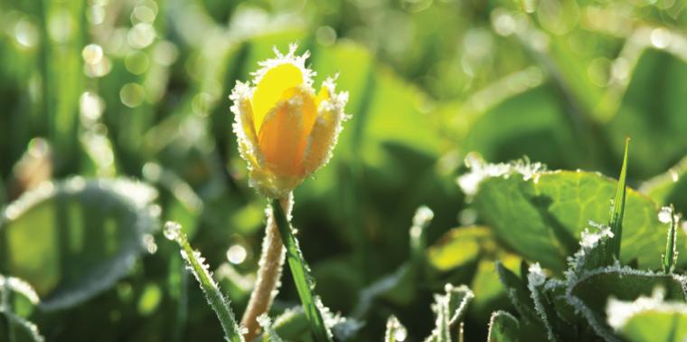 Flower with frost