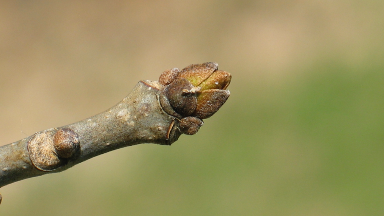 Fraxinus americana bud