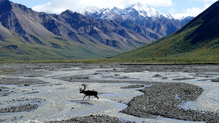 Alaska landscape with caribou in foreground