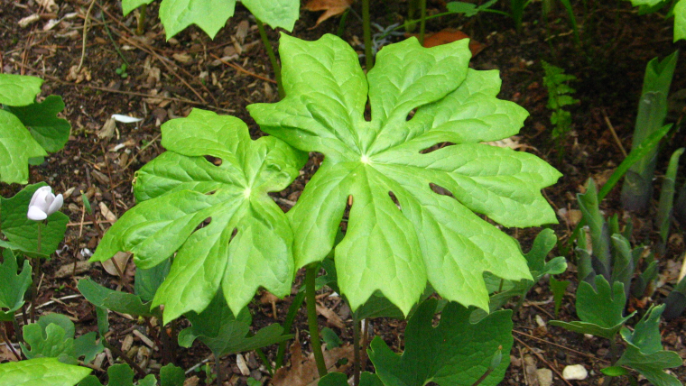 New leaves on mayapple, Podophyllum peltatum