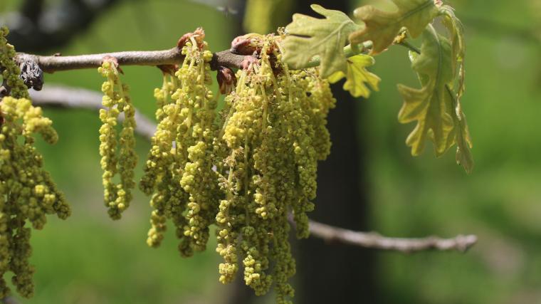 Oak catkins on tree