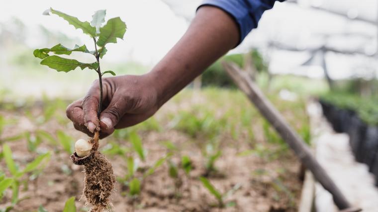 Person holding sapling tree