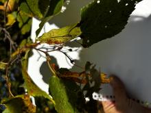 Little leaf linden 