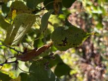 Little leaf linden 