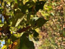 Little leaf linden 