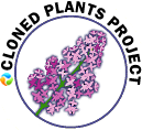 Cloned Plants Project logo with lilac flowers