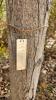 Metal tag attached to string on a cottonwood