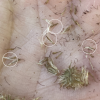 up close of seeds of mistflower, circled in white 